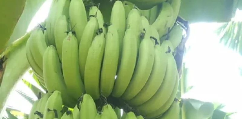 banana