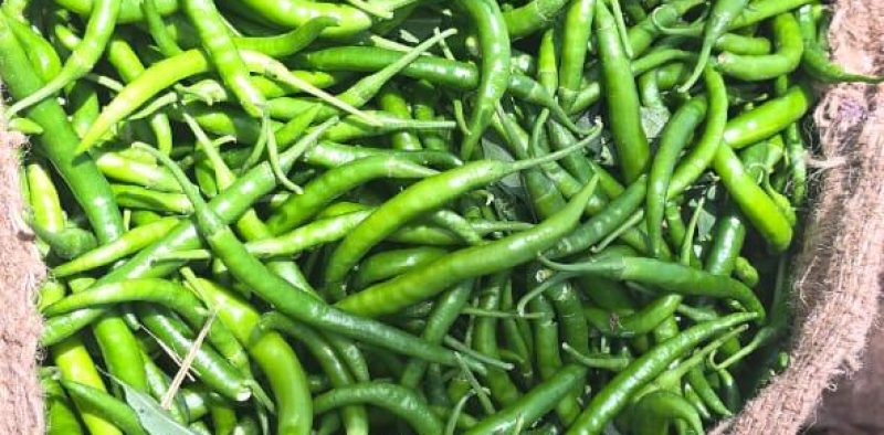 green chilli (4)