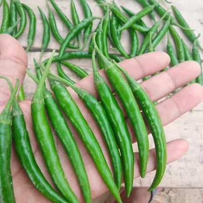 green chilli (5)